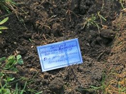 В память о погибших на востоке одесситах в школе № 106 высадили дубовую аллею