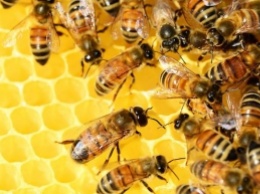У женщины в глазу несколько дней жили пчелы (фото)