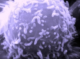 Магнитные наночастицы научили «сжигать» раковые клетки