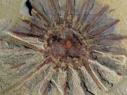 Палеонтологи описали ископаемое чудовище со множеством щупалец во рту