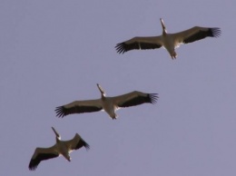 На Кинбурнскую косу вернулись пеликаны