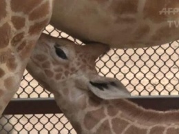 В зоопарке Мексики показали жирафенка