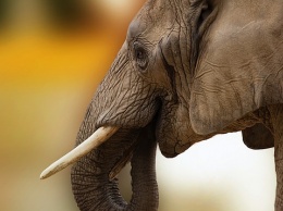 Нашли только череп и брюки: в ЮАР браконьера убил слон