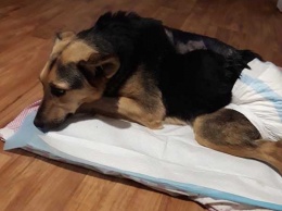 Прощай, Наташа: в Никополе умерла парализованная собачка, которая только обрела семью
