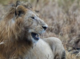 В Южной Африке браконьера убил слон и съел лев