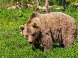 В Каталонии умер родоначальник популяции пиренейских бурых медведей