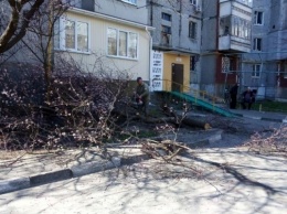 Спил цветущего дерева возмутил жильцов дома на Острове