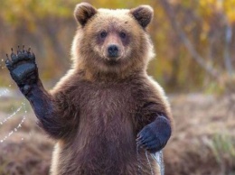 В России медведь откусил женщине руку, когда она хотела его покормить