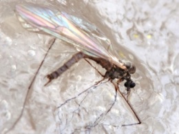В Арктике нашли новые виды морозостойких комаров
