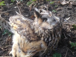 Массовую гибель птиц и животных выявили в Тернопольской области. 18+
