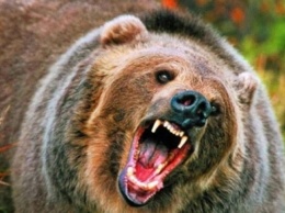 На российской турбазе медведь напал на женщину