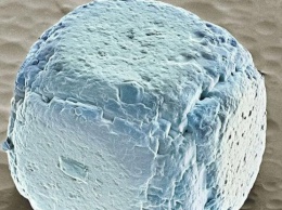 Еда под микроскопом: поразительные макро-снимки