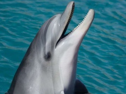 Дельфины, помогающие рыбакам в охоте, становятся более "социальными"