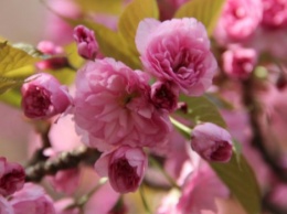 В Ужгороде началось цветение сакуры