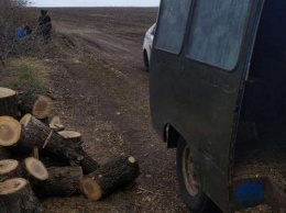 Под Днепром полицейские задержали "черных лесорубов"