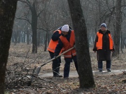 Рубить или не рубить: Павлоград задумался над количеством городских деревьев