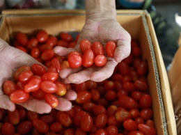 В Одессе выявили почти 20 тонн «больных» помидоров