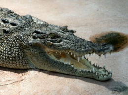 Крокодил заживо съел рабочего, который мыл руки в реке
