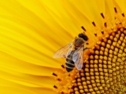 Садоводов просят не убивать пчел