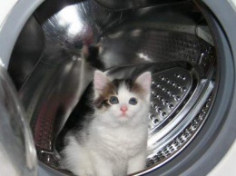 Котенок выжил после получаса стирки в стиральной машины