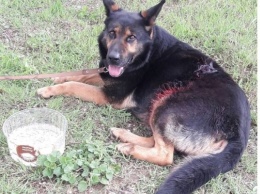 В Запорожье хозяин жестоко избил пса и выгнал с кровавой раной на улицу за царапину на машине (ФОТО)