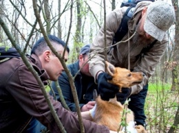 На Днепропетровщине активисты спасли дворняге жизнь