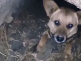 В Харькове собака провалилась в люк (видео)