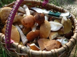 Жительница Запорожской области отравилась грибами