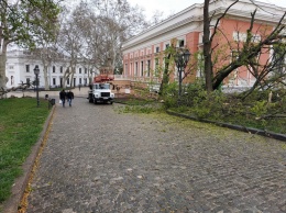 Трухлявое дерево рухнуло под носом у одесского мэра, - ФОТО