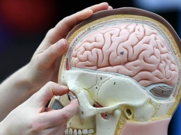 Ученые нашли средство от опасных болезней мозга