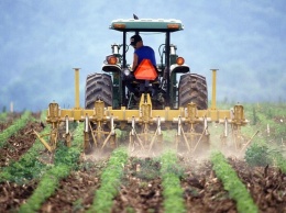 Молодые фермеры могут получить 40 тысяч субсидии - Минагро