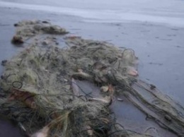 Из Азовского моря достали 11 километров рыбацких сетей