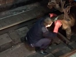 Было видно только голову: в метро Харькова мужчина упал под поезд