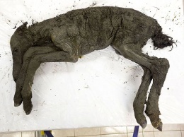 В Якутии нашли останки жеребенка - современника мамонтов