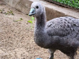В Николаевском зоопарке впервые размножились куриные гуси