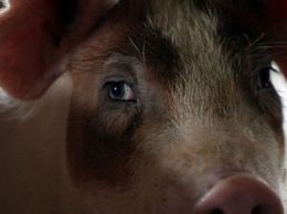 Ученые из США сумели оживить мозг мертвой свиньи