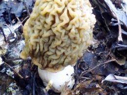 На Полтавщине нашли необычные грибы, похожие на человеческий мозг (фото)