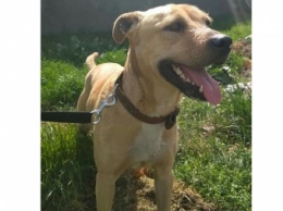 В Мелитополе ищут хозяина для собаки, пострадавшей от жестокого хозяина (фото)