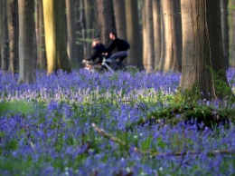 В Бельгии зацвел знаменитый Синий лес