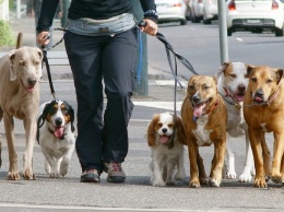 Ученые рассказали о пользе домашних животных: как собаки влияют на здоровье людей