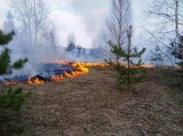 Под Черниговом спасатели с вертолетами и самолетами тушили масштабный лесной пожар