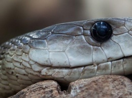 В Днепре в людных местах появляются змеи: как избежать укуса, полезная инструкция