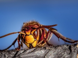 Древнее насекомое шокировало своими размерами и внешним видом: названо в честь кровожадного Дракулы