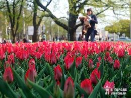 Тюльпаны, колеус, петунии: в Харькове высадят 2 миллиона цветов