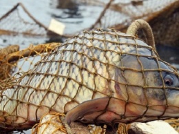На водоемах Днепропетровщины в период нереста уже задержаны около 300 рыбаков-браконьеров
