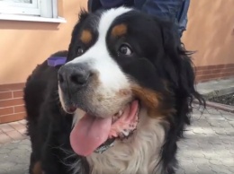 В Днепре спасают известную собаку по кличке Ерик (Видео)