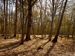 Накануне годовщины трагедии на Чернобыльской АЭС опубликованы фото, как сейчас выглядит пойменный лес в Зоне