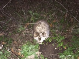 В подвале на Московском проспекте нашли человеческий череп