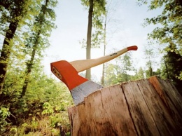 Руководитель лесоохотничьего хозяйства на Луганщине разрешал незаконные вырубки деревьев
