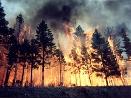 Леса пылают в Житомирской области, все в густом дыму: фото бедствия, масштабы поражают
